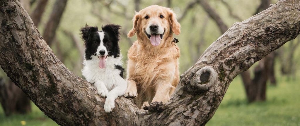 Dog veterinary-care Jonesborough, TN 37659