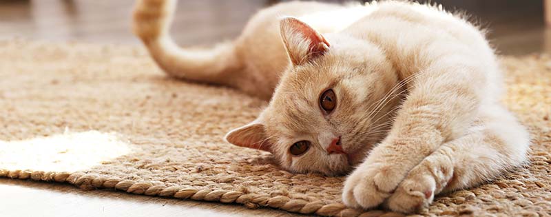Cat veterinary-care Jonesborough, TN 37659