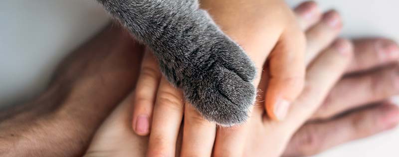 Cat veterinary-care Jonesborough, TN 37659