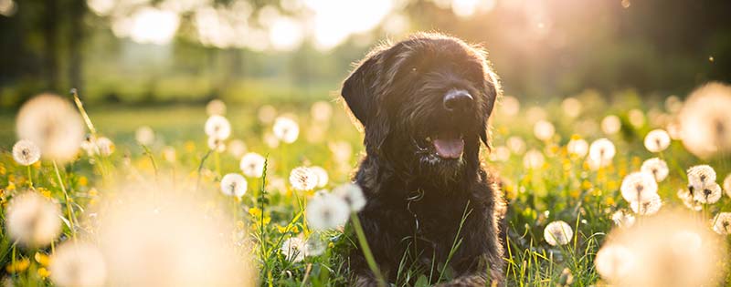 dog veterinary-care Jonesborough, TN